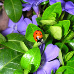 ladybug