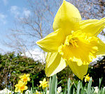 daffodil
