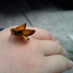 motherfly