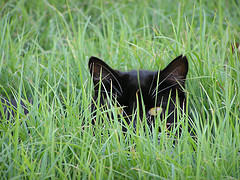 Hidden Cat (by Grahford)