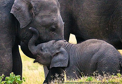 Lend me an ear mother! - IMG_4452 (by Dhammika Heenpella / Images of Sri Lanka)