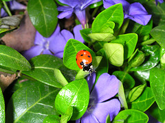 ladybug