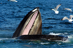 whale_feeding